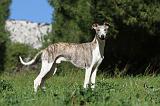 WHIPPET 073